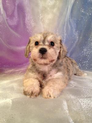 Iowa's Best Schnoodle Breeder Has Another Litter of Schnoodles For Sale!  The Puppies Will Be Ready Soon!